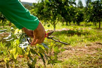 agroforestry system, hands of man pruning eucalyptus