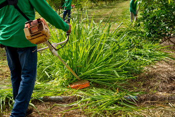 agroforestry system, men working on grass pruning