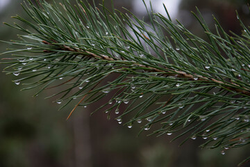 Raindrops on a pine branch with needles.