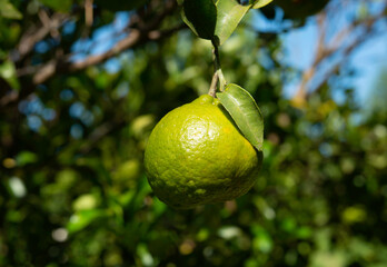 agroforestry system, mandarin on the tree.