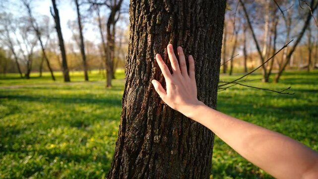 Touching a rough tree trunk with your hand, the concept of unity and harmony with nature