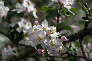 Obraz premium apple tree blossom