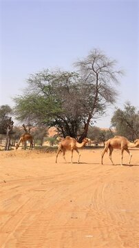 Camels move slowly across orange sand as tall desert trees stretch skyward, casting soft shadows beneath bright sun, showing desert harmony between animals, terrain, vegetation, and heat.