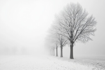 Row of trees standing tall in a blanket of snow, creating a serene winter landscape.