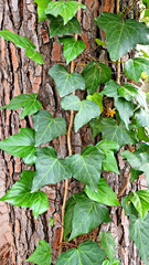 Hedera helix, common ivy, with its characteristic lobed evergreen leaves, climbs tenaciously on the...