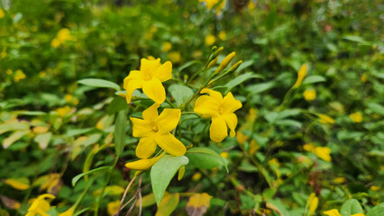 Chrysojasminum odoratissimum, yellow jasmine, is a scrambling shrub with fragrant bright yellow flowers that bloom profusely in spring and summer.