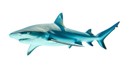 Obraz premium Underwater Diver observing grey reef shark in Palau Blue Corner - Marine Wildlife Exploration