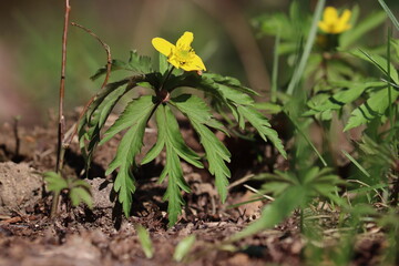Flowering yellow wood anemone (Anemone ranunculoides) plant in spring garden
