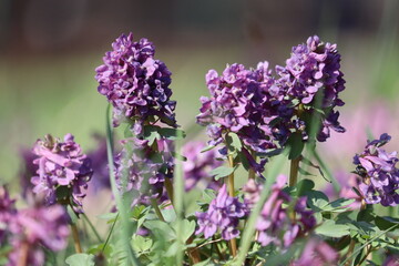 Fumewort (Corydalis solida) with purple flowers. Flowering plant in spring garden