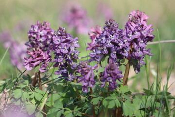 Fumewort (Corydalis solida) with purple flowers. Flowering plant in spring garden