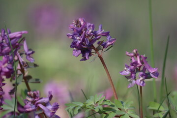 Fumewort (Corydalis solida) with purple flowers. Flowering plant in spring garden