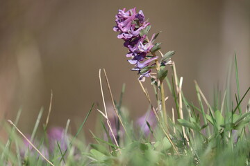 Fumewort (Corydalis solida) with purple flowers. Flowering plant in spring garden