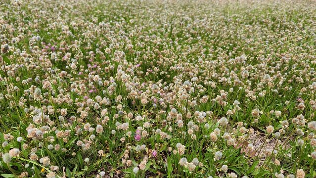 Plantago lagopus, hare's-foot plantain, is a low-growing annual with hairy, lance-shaped leaves and dense, woolly flower spikes resembling a rabbit's foot.