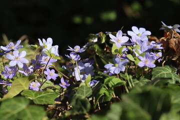 Flowering common hepatica or liverwort (Hepatica nobilis) plants in spring forest