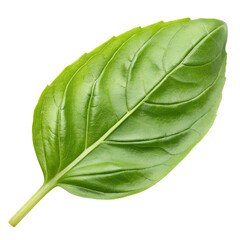 Obraz premium Fresh Green Basil Leaf Isolated on Transparent PNG Background 