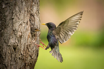 Common Starling (Sturnus vulgaris). Starling Delivers Insect to Chick. Nest hole in a tree trunk. Outstretched wings and iridescent colors enhance the moment of care.