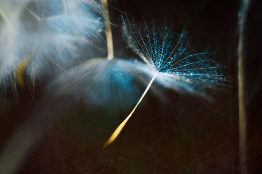 Close-up macro shot of a dandelion seed in front of a black background