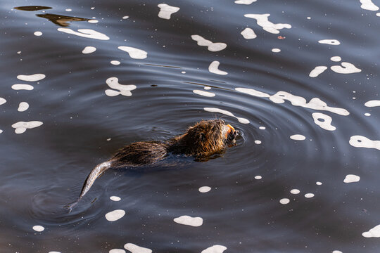 Close-up side view of a beaver swimming in the Vltava river eating bread, Prague, Czech Republic