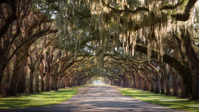 Canopy of trees laden with Spanish moss (Tillandsia usneoides) hanging over a straight country road, Savannah, Georgia, USA