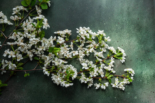 Fototapeta Overhead view of flowering white cherry blossom flowers on a green background