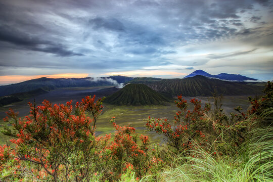 Flowers growing in a Volcanic landscape, Bromo Tengger Semeru National Park, East Java, Indonesia