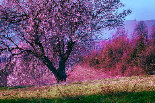 Flowering almond tree in a rural landscape, Cuccaro, Alessandria, Piedmont, Italy