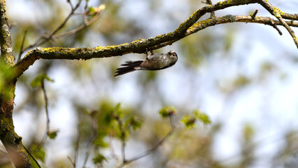 A Long-Tailed Tit Hanging On A Branch (Aegithalos Caudatus) 16x9