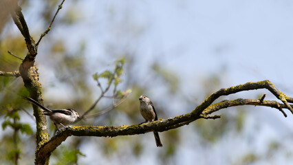 Two Long-Tailed Tits Sitting On A Branch (Aegithalos Caudatus) 16x9