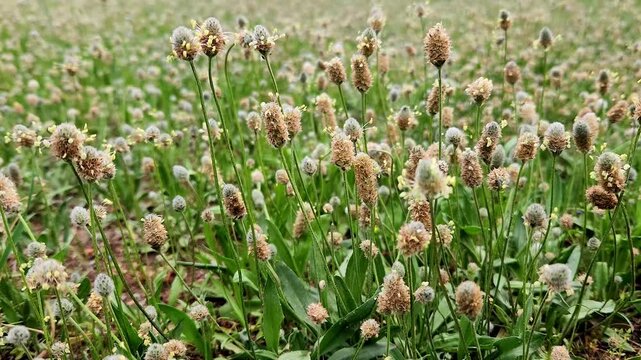 Plantago lagopus, hare's-foot plantain, is a low-growing annual with hairy, lance-shaped leaves and dense, woolly flower spikes resembling a rabbit's foot.