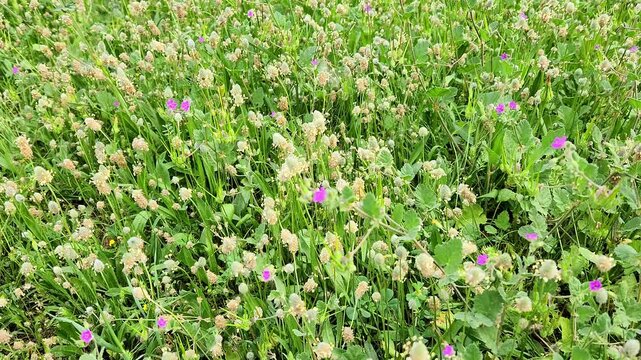 Plantago lagopus, hare's-foot plantain, is a low-growing annual with hairy, lance-shaped leaves and dense, woolly flower spikes resembling a rabbit's foot.