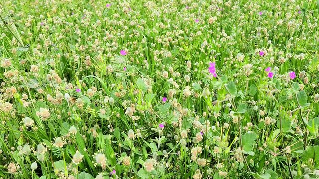 Plantago lagopus, hare's-foot plantain, is a low-growing annual with hairy, lance-shaped leaves and dense, woolly flower spikes resembling a rabbit's foot.