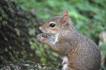 Close up of an eastern gray squirrel (Sciurus carolinensis) in a city park in Fort Lauderdale, Florida, USA