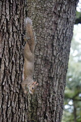 Eastern gray squirrel (Sciurus carolinensis) on a tree in a city park in Fort Lauderdale, Florida, USA