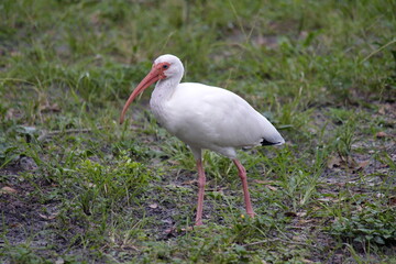 American white ibis (Eudocimus albus) in a field in a city park in Fort Lauderdale, Florida, USA