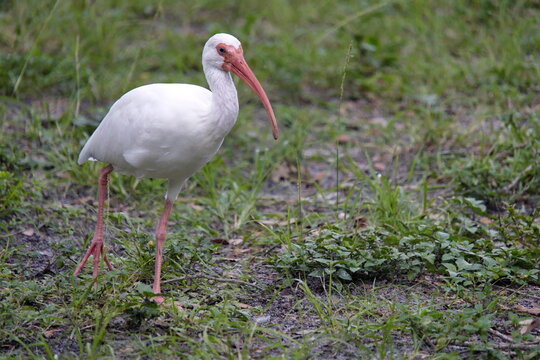 American white ibis (Eudocimus albus) in a field in a city park in Fort Lauderdale, Florida, USA