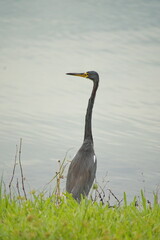 Tricolored heron (Egretta tricolor) on the shore of a lake in a city park in Fort 
Lauderdale, Florida, USA