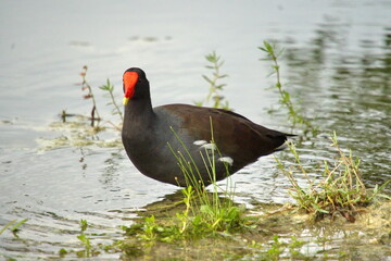 Common gallinule (Gallinula galeata) on the shore of a lake in a city park in Fort Lauderdale, Florida, USA