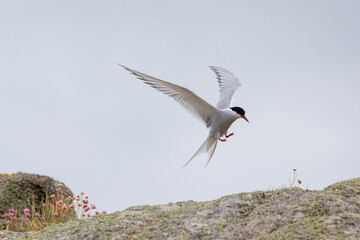 Fototapeta premium Arctic tern 