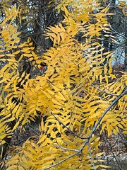 autumn leaves background