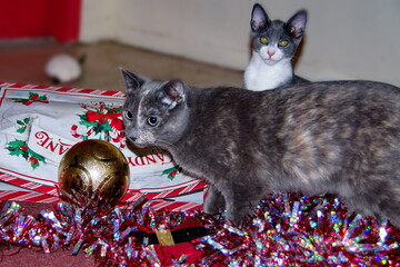 Gray kittens playing with Christmas decorations