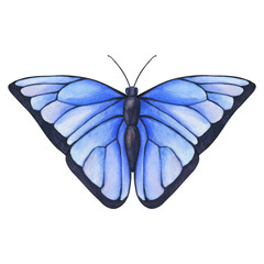 Watercolor Blue Butterfly isolated on transparent background. Hand draw Watercolor illustration Blue Morpho Butterfly. png Blue tropical butterflies for wedding invitation, and card