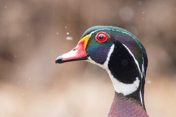wood duck or Carolina duck (Aix sponsa)