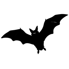 bat flying isolated on white background