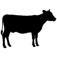 Cow isolated on white background