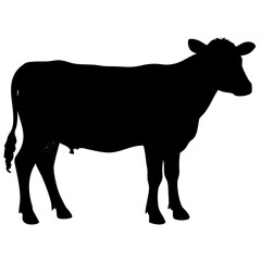 Cow isolated on white background