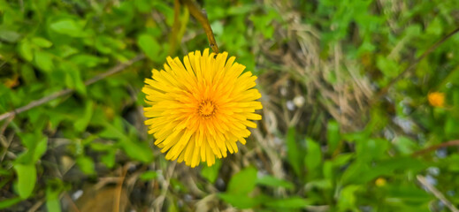Bright yellow dandelion flowers in a green meadow - Taraxacum