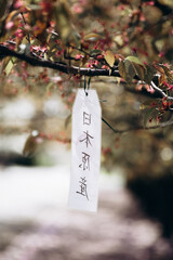 Faded cherry blossoms in the Botanical Garden, Warsaw, Poland. There is a sign hanging on the tree with an inscription in Chinese. Alley with Japanese sakura trees in the Polish Botanical Garden.
