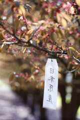 Faded cherry blossoms in the Botanical Garden, Warsaw, Poland. There is a sign hanging on the tree with an inscription in Chinese. Alley with Japanese sakura trees in the Polish Botanical Garden.