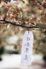 Faded cherry blossoms in the Botanical Garden, Warsaw, Poland. There is a sign hanging on the tree with an inscription in Chinese. Alley with Japanese sakura trees in the Polish Botanical Garden.