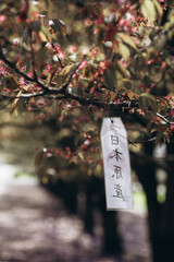 Faded cherry blossoms in the Botanical Garden, Warsaw, Poland. There is a sign hanging on the tree with an inscription in Chinese. Alley with Japanese sakura trees in the Polish Botanical Garden.
